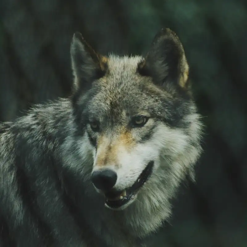 Wolves Being Fed Near the BWCA And DNR Wolf Plan Update