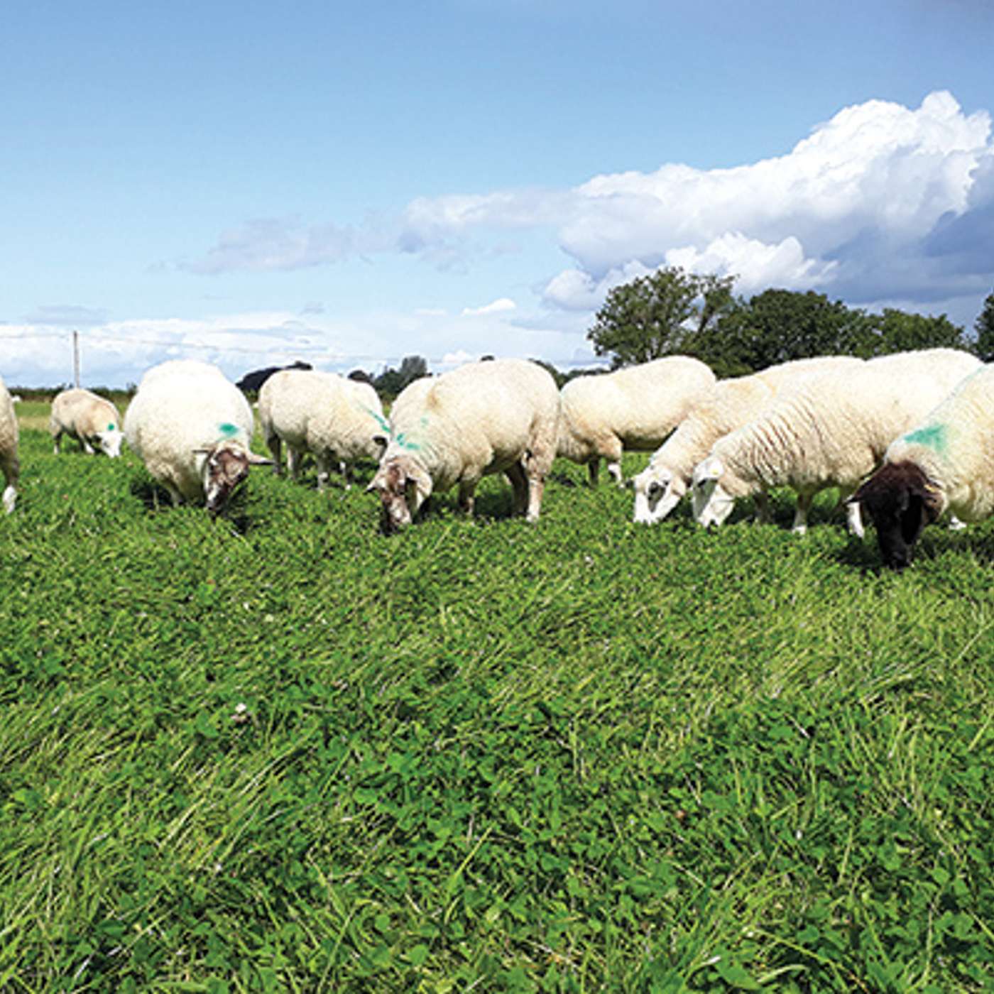 Understanding Bluetongue: Early Signs and On-Farm Action