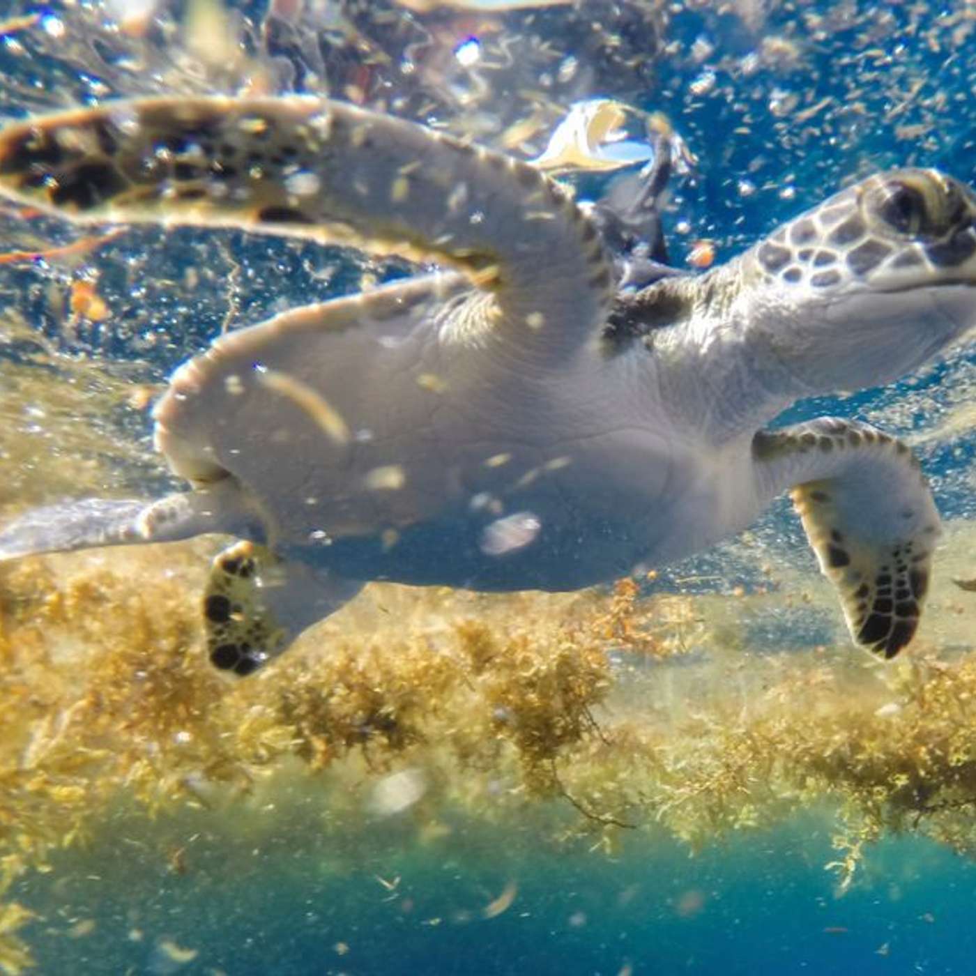 Study Reveals Sea Turtles Navigate, NASA Reveals Lunar Canyon Origins, COVID-19 Linked to Alzheimer's Risk, Dual-Drug Therapy Targets Cancer, and more...