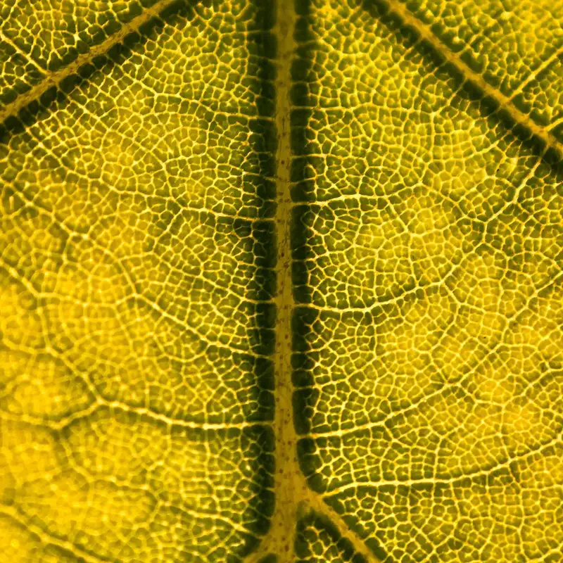 Guided Meditation on the Messages of the Body