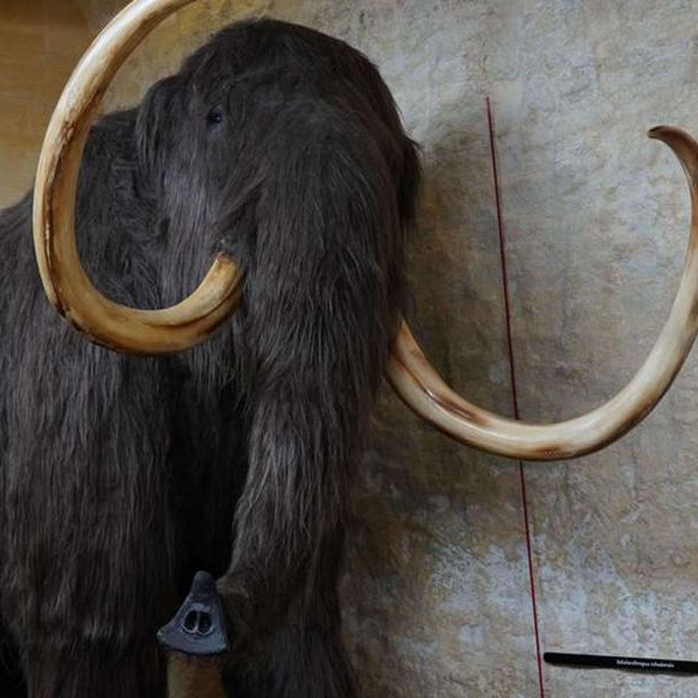 50,000 Year Old Mammoth Discovered, AI Study Explores Spider Monkeys, Coffee Linked to Lower Cancer Risk, FDA Phasing Out Phenylephrine, and more...