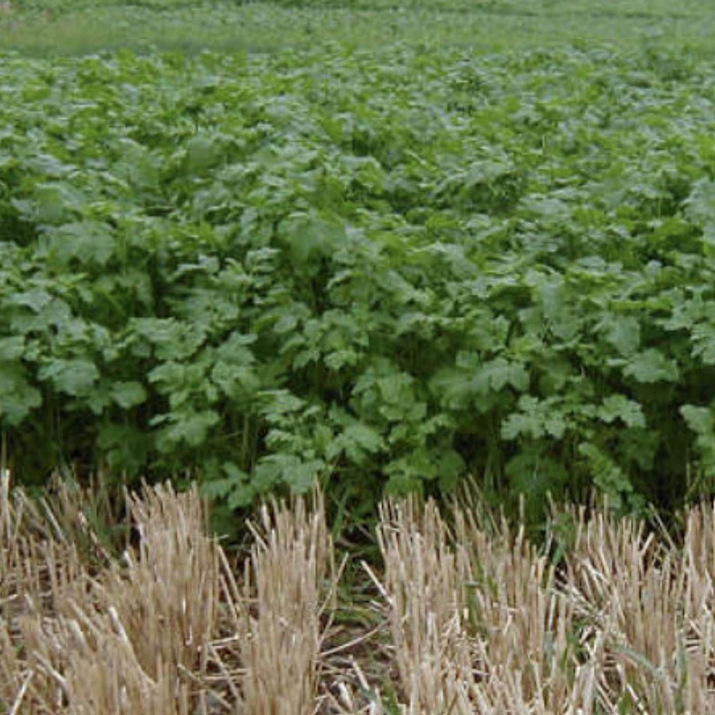 The Environment Edge