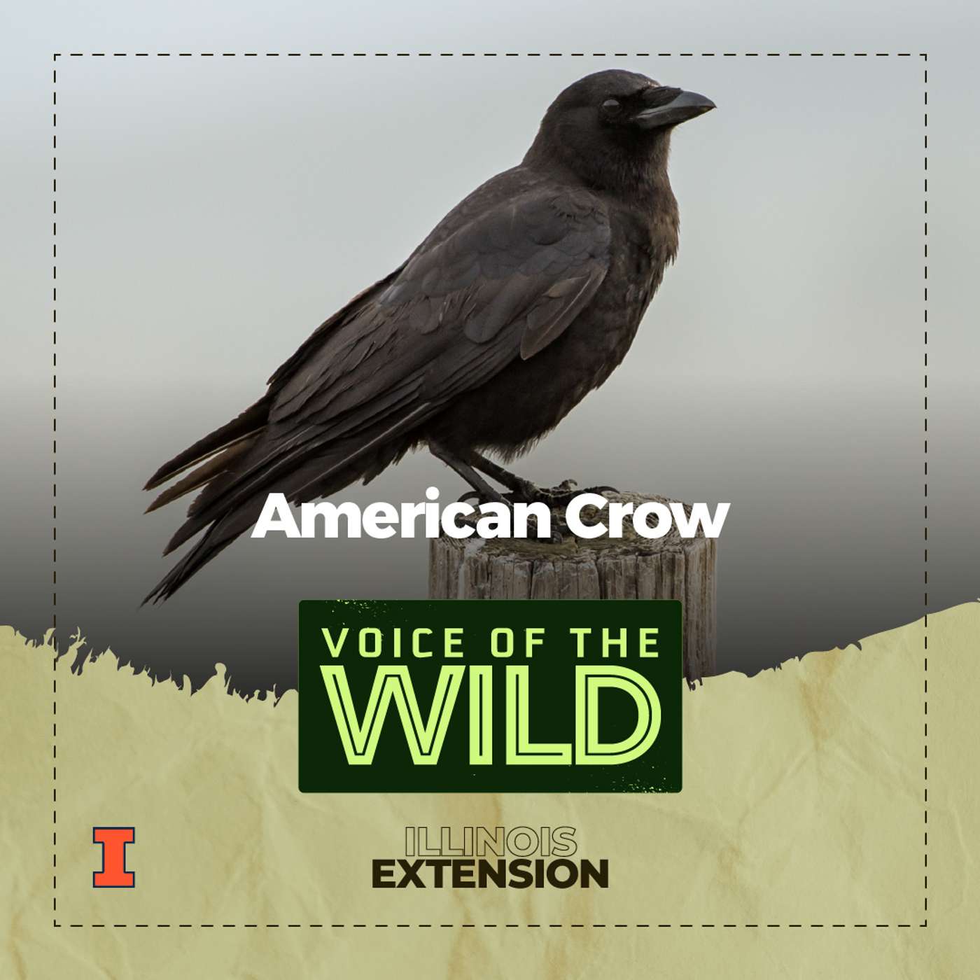 Episode 85: American Crow – Voice of the Wild