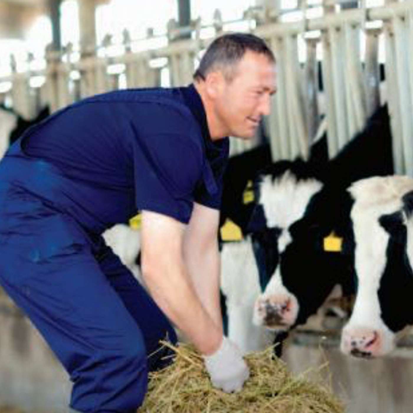 The Opportunities & Barriers to Dry Stock Farmers Working on Dairy Farms
