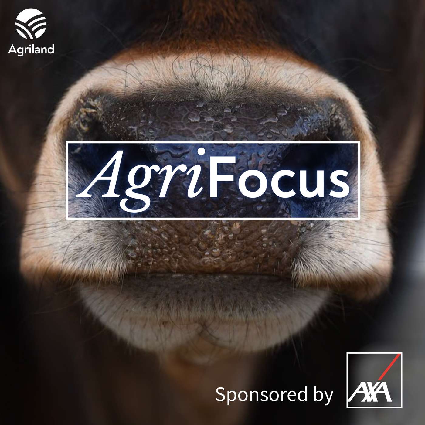 AgriFocus: Everything you need to know about bluetongue