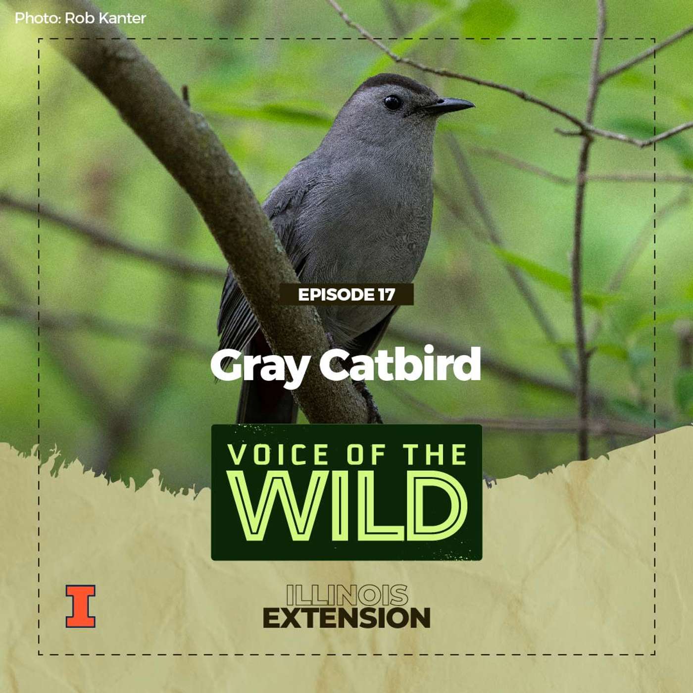 Episode 17: Gray Catbird – Voice of the Wild episode artwork