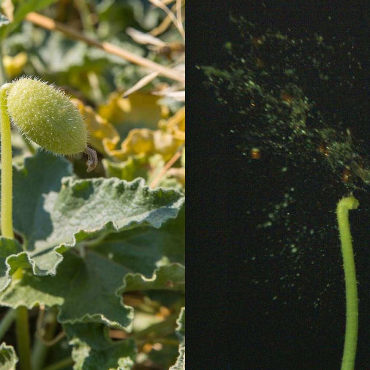 NASA Discovers Buried Cold War Base, Squirting Cucumbers Inspire Bio-Engineering, Uranus Reveals Water-Rich Ocean, Irregular Sleep Increases Heart Risks, and more...