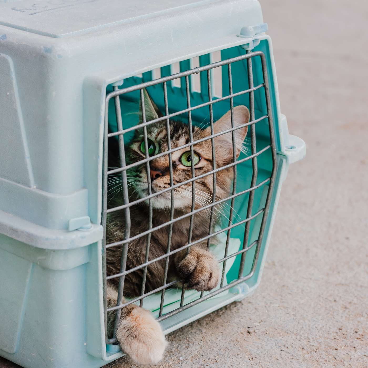 How to Get Your Cat to the Veterinarian — Without the Drama