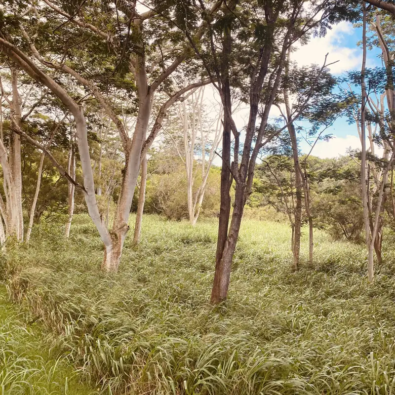 The Engineered Ego: Fake Bodies, False Realities & The Making of the Ugly American