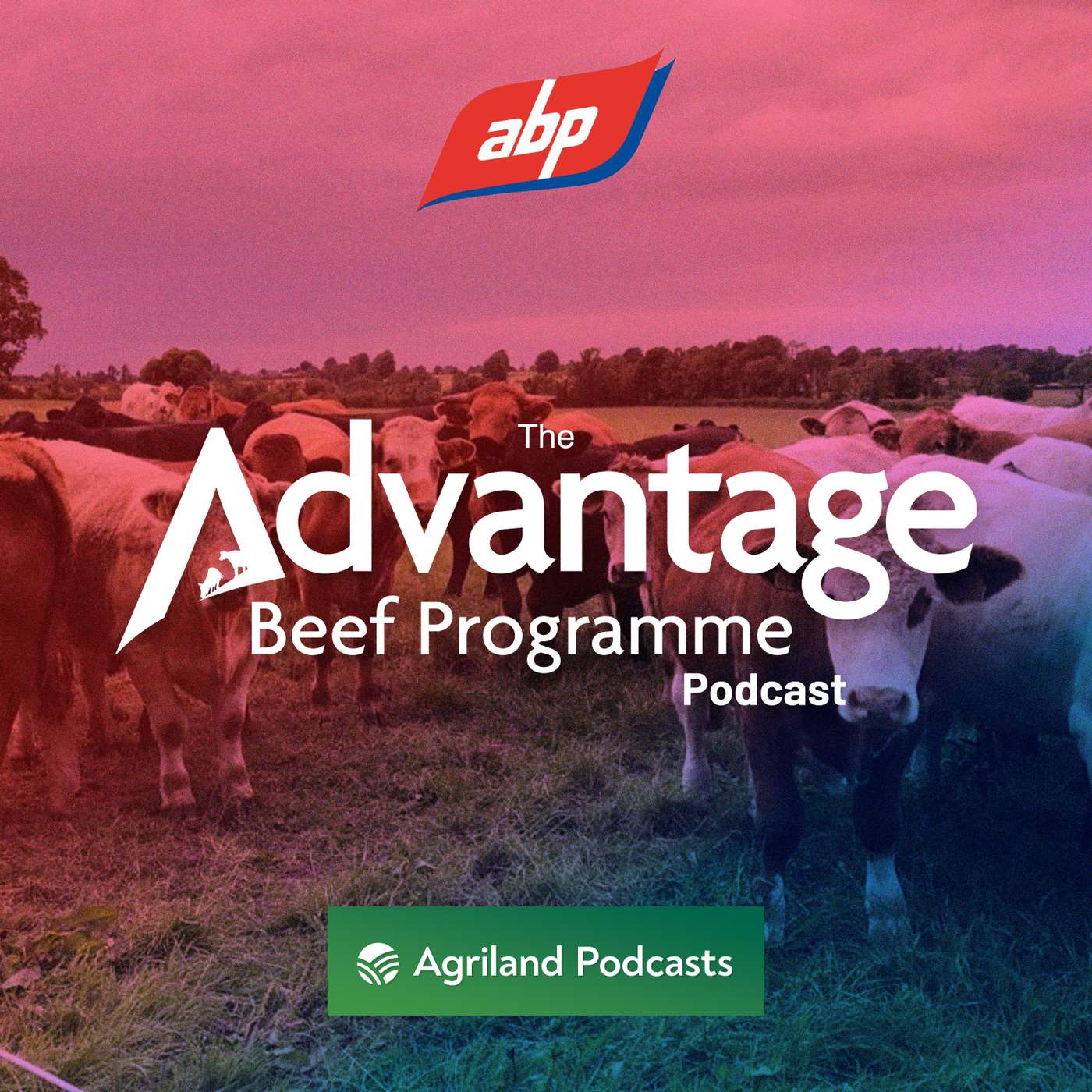The Advantage Beef Programme Podcast: Improving the sustainability of beef production