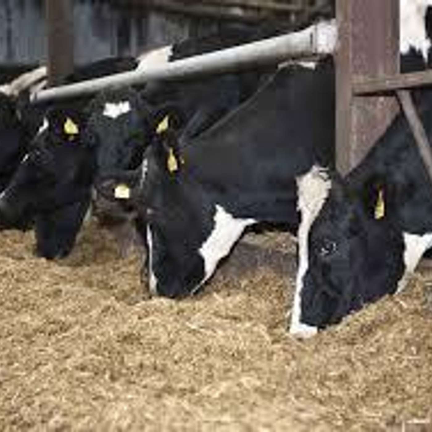 Feeding dairy cows in early lactation