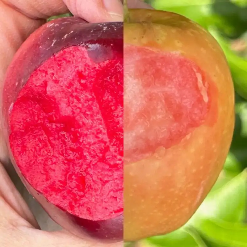 UK Apple Cultivars and Red Fleshed Apples at Frank P Matthews Nursery with Steph Dunn James