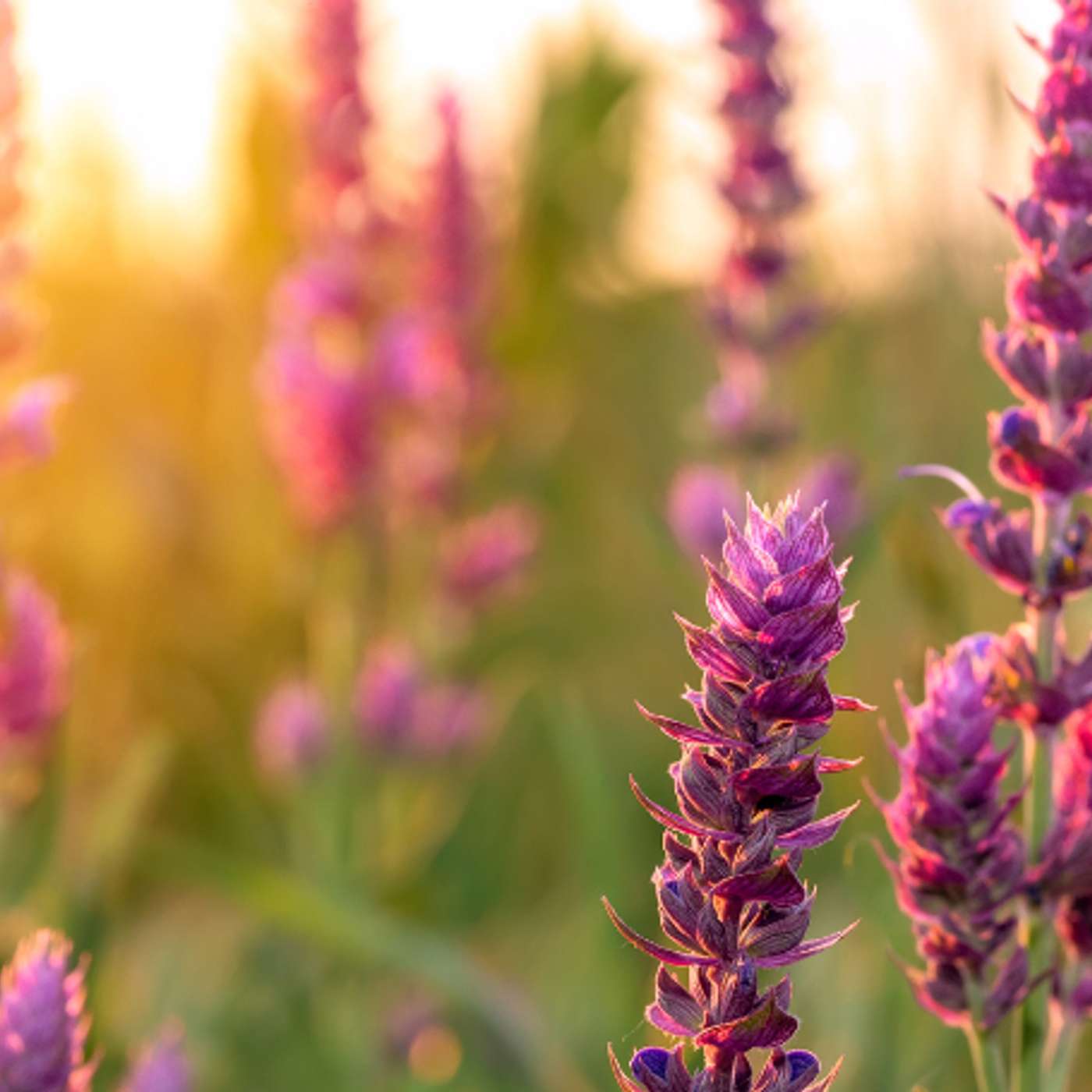 Episode 30 | Om hvilen og bønnens rolle for dem som ønsker å ta imot troen