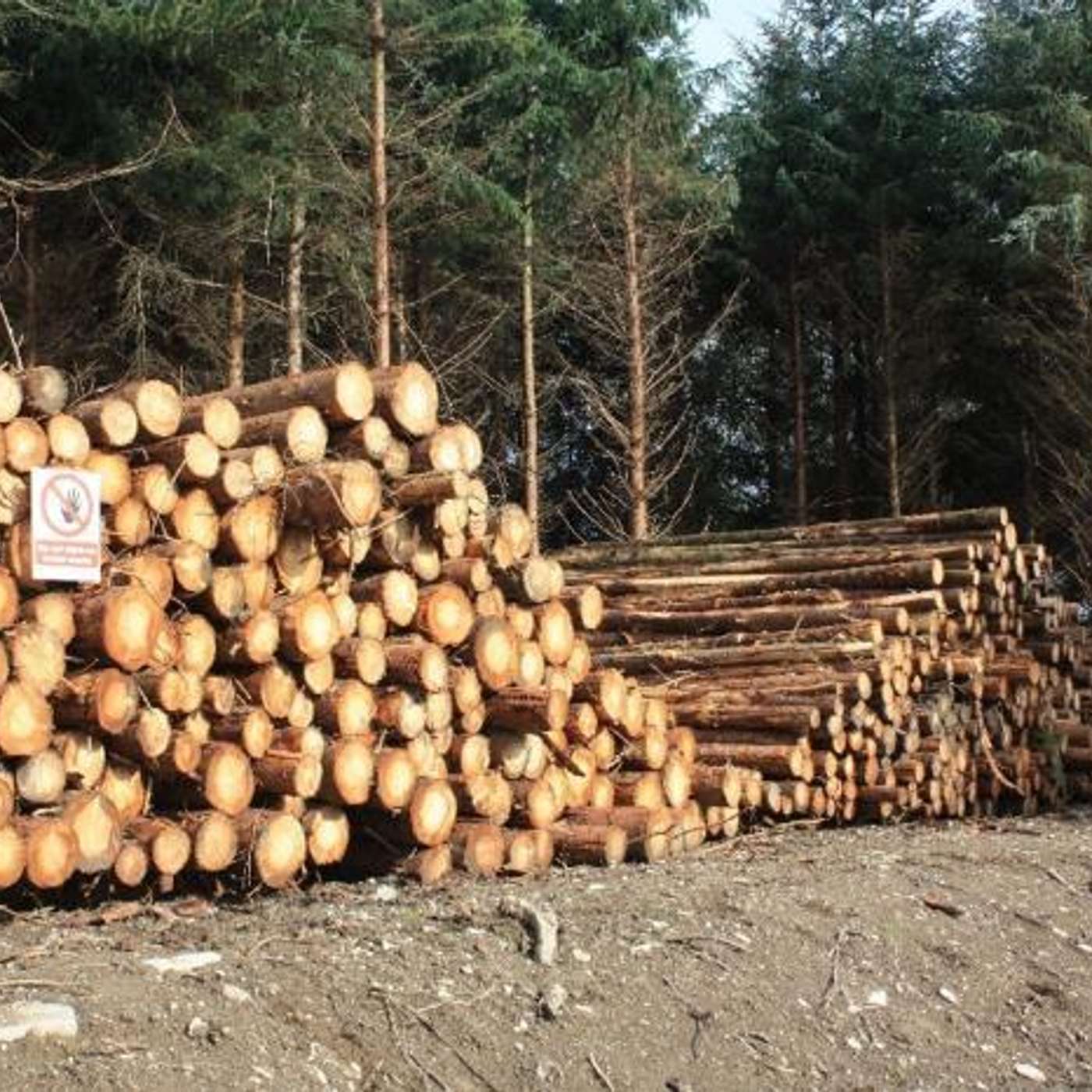 Navigating the Teagasc Forestry Roadmap: Mobilising Ireland’s Timber Potential