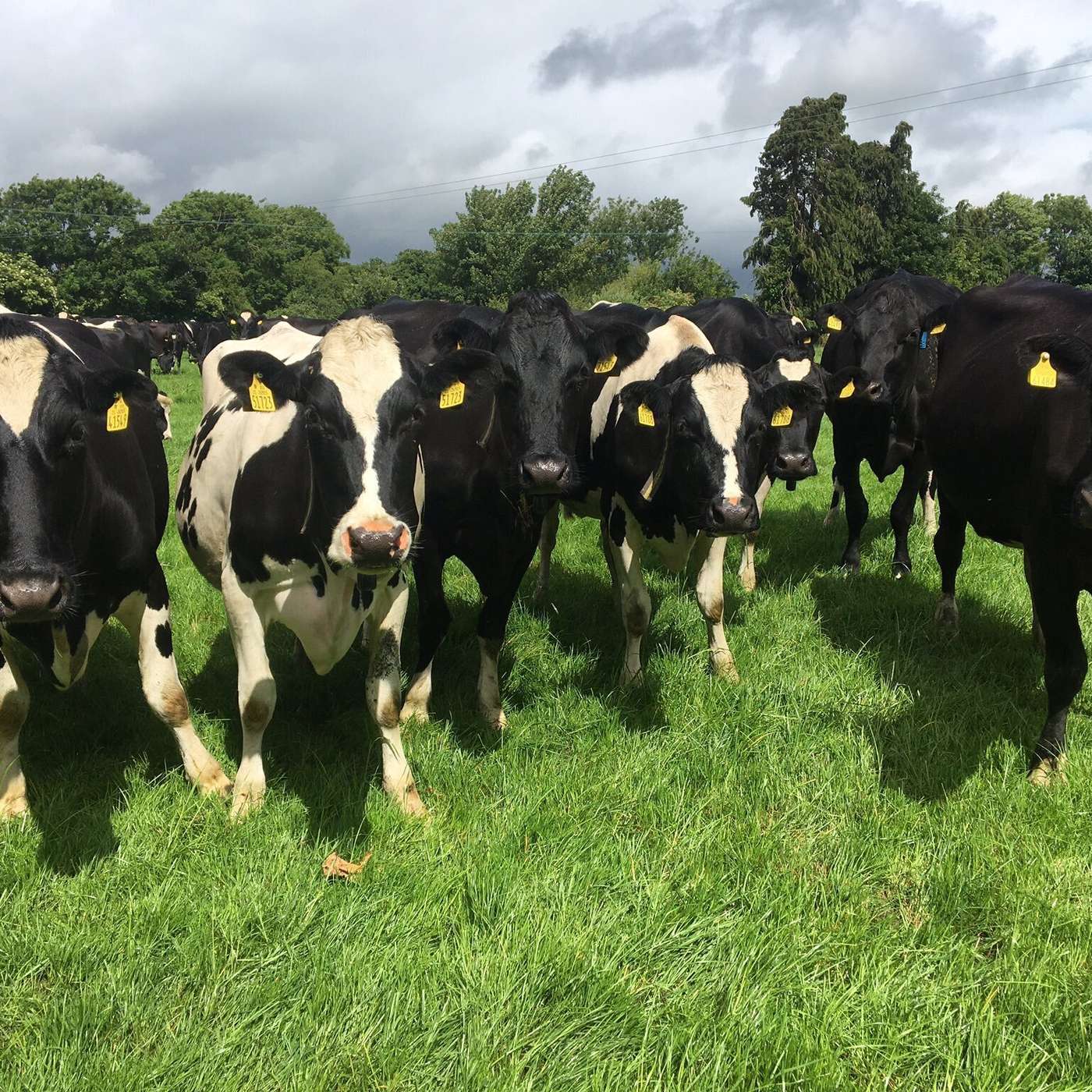 Should you cull empty cows early or milk them until December?