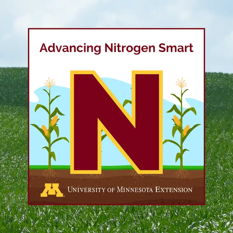 Sidedressing nitrogen: What should growers keep in mind when applying in-season?