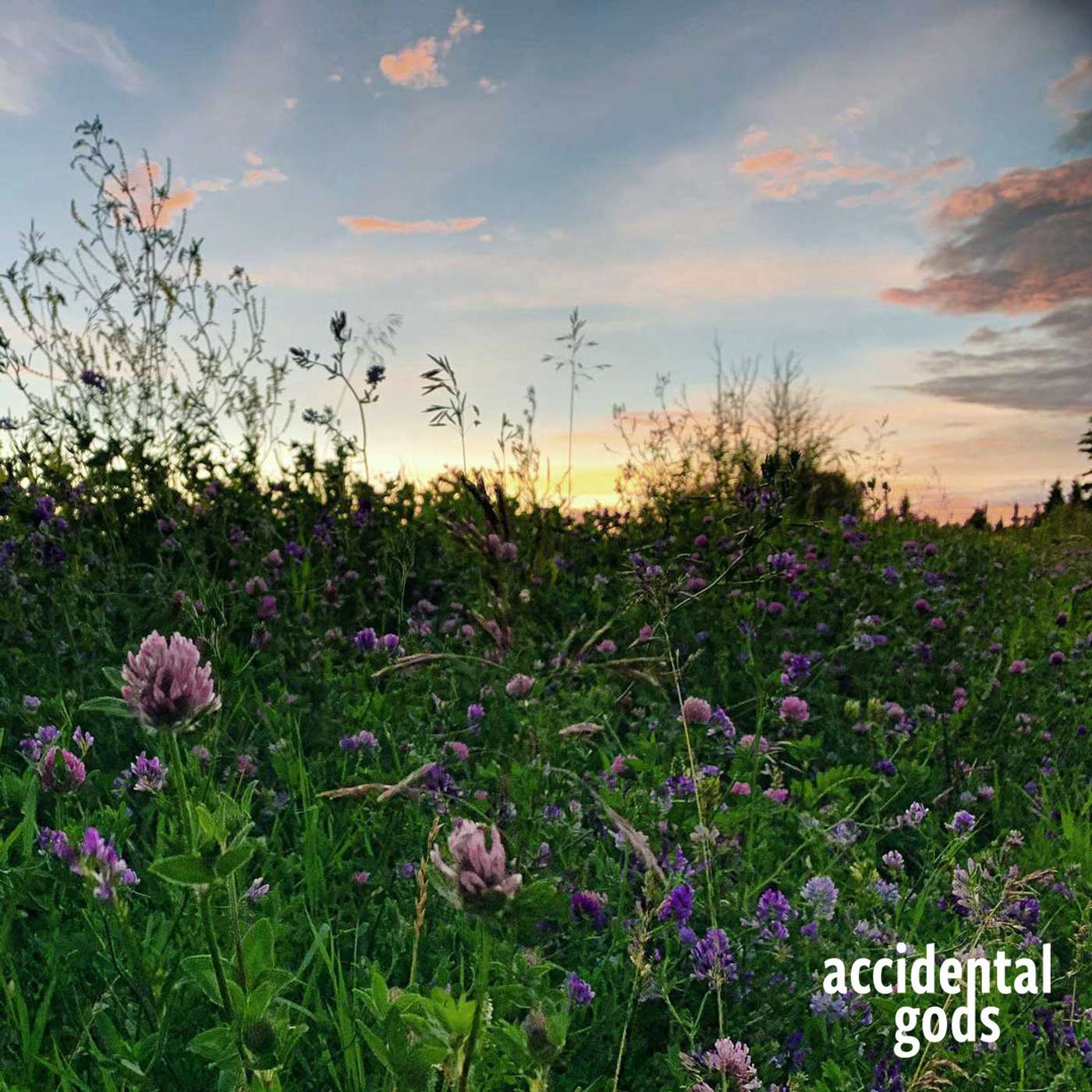 Codes for a Healthy Earth: New rules for a flourishing world with Shelley Ostroff