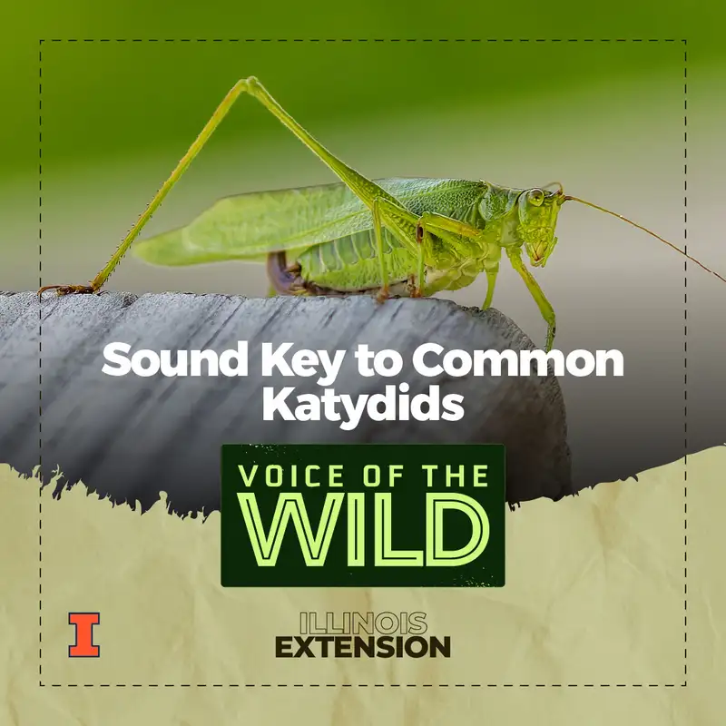 Episode 69: Sound Key to Common Katydids – Voice of the Wild