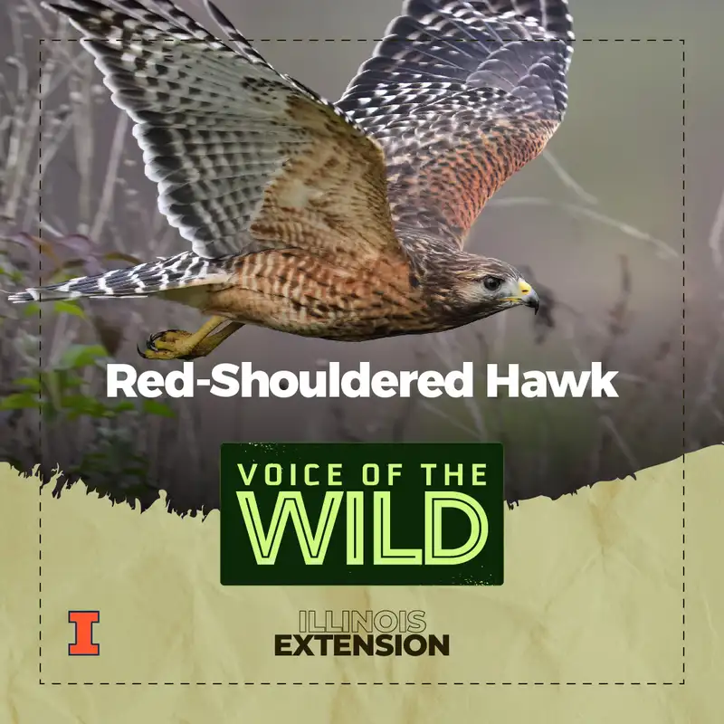 Episode 41: Red-Shouldered Hawk – Voice of the Wild