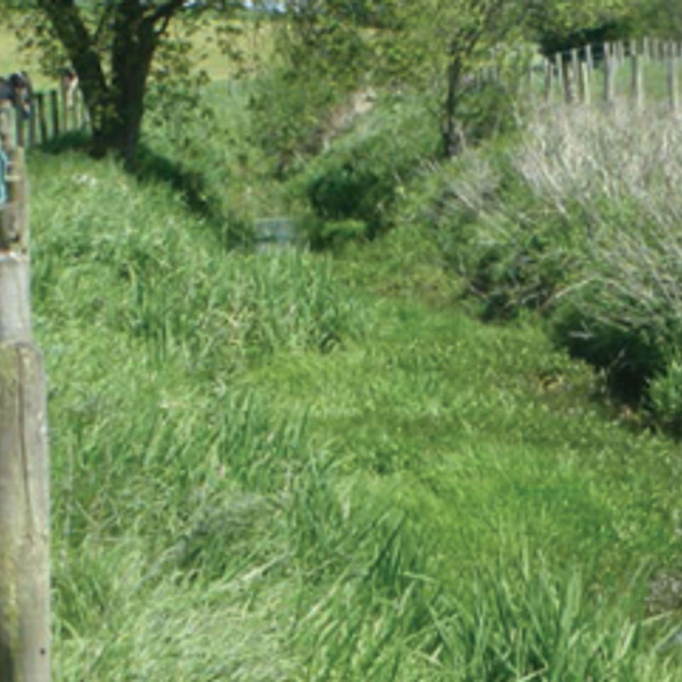 The Benefits of Biodiversity for Irish Dairy Farms