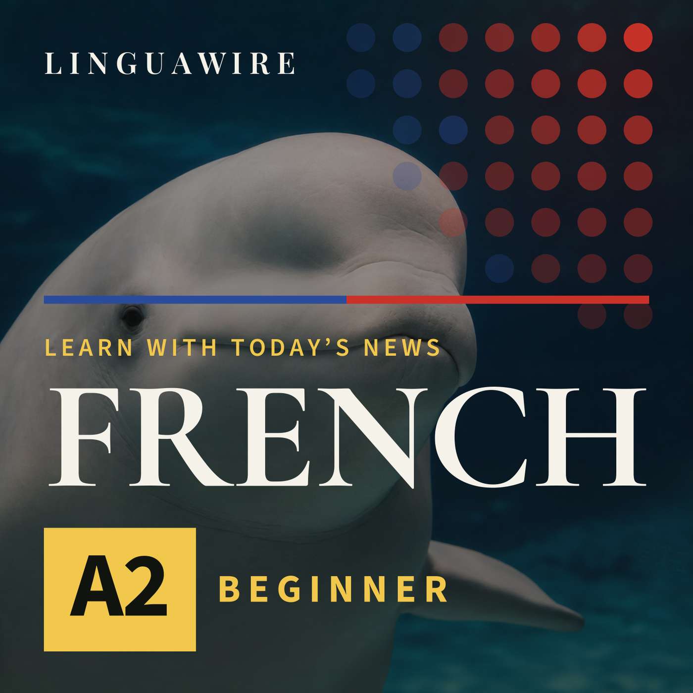 A2 French News | Seven Beluga Whales Arrive in Texas