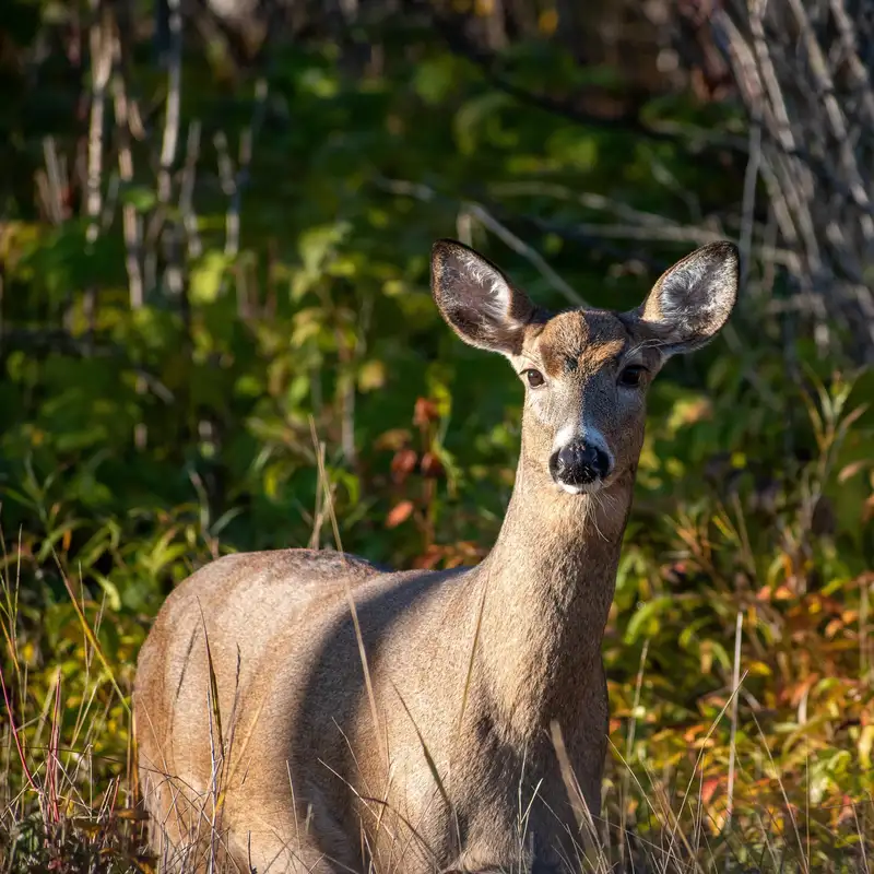 Inland Fishing Season Comes To An End & Firearm Deer Season Begins