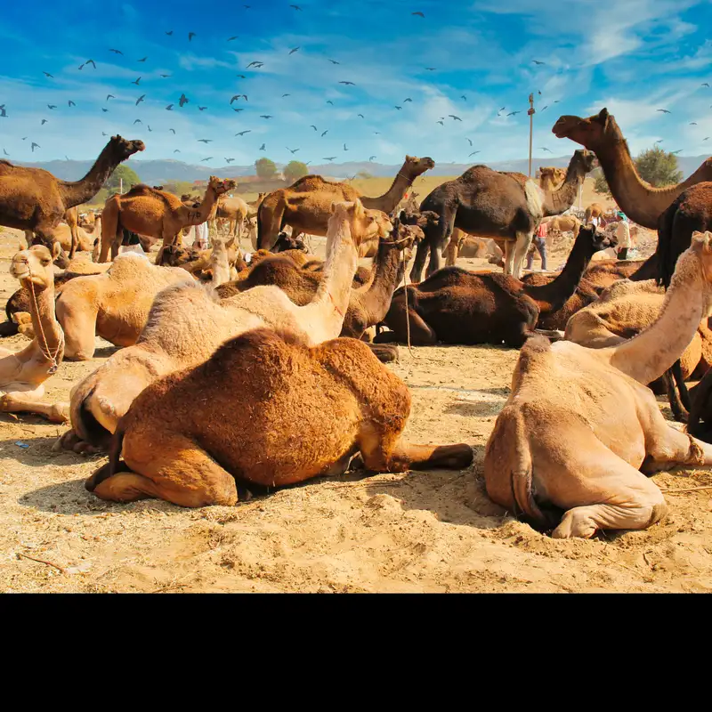 #73 NCUA IS OK With 1,000 Percent Increase in CAMEL Code 4s