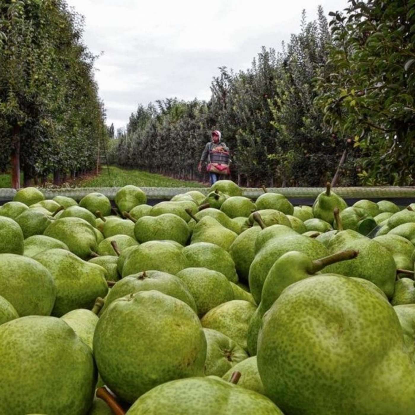 Desafíos y crecimiento de la fruticultura