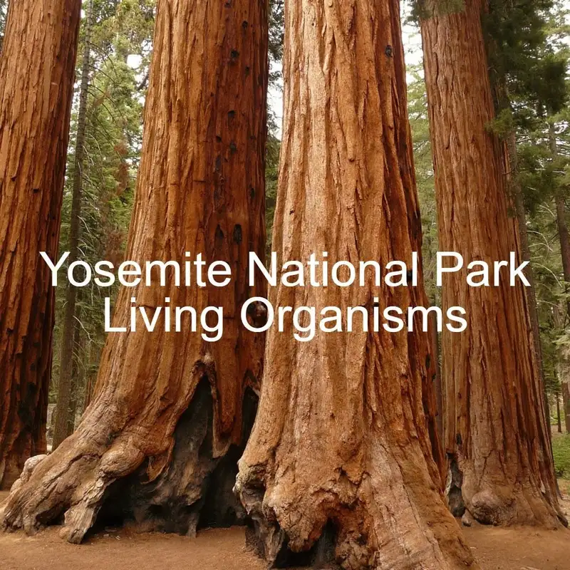 Yosemite National Park 2 - Living Organisms