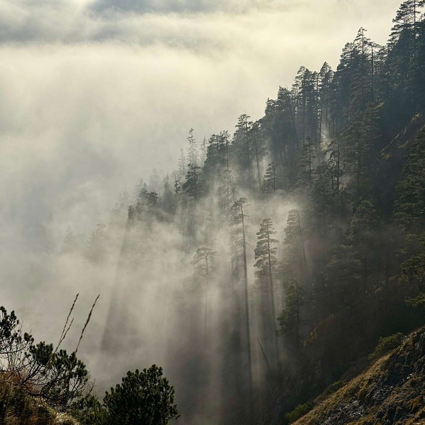 Sleep Episode - Strolling Through Woods to Relax Sleep Episode - Strolling Through Woods to Relax