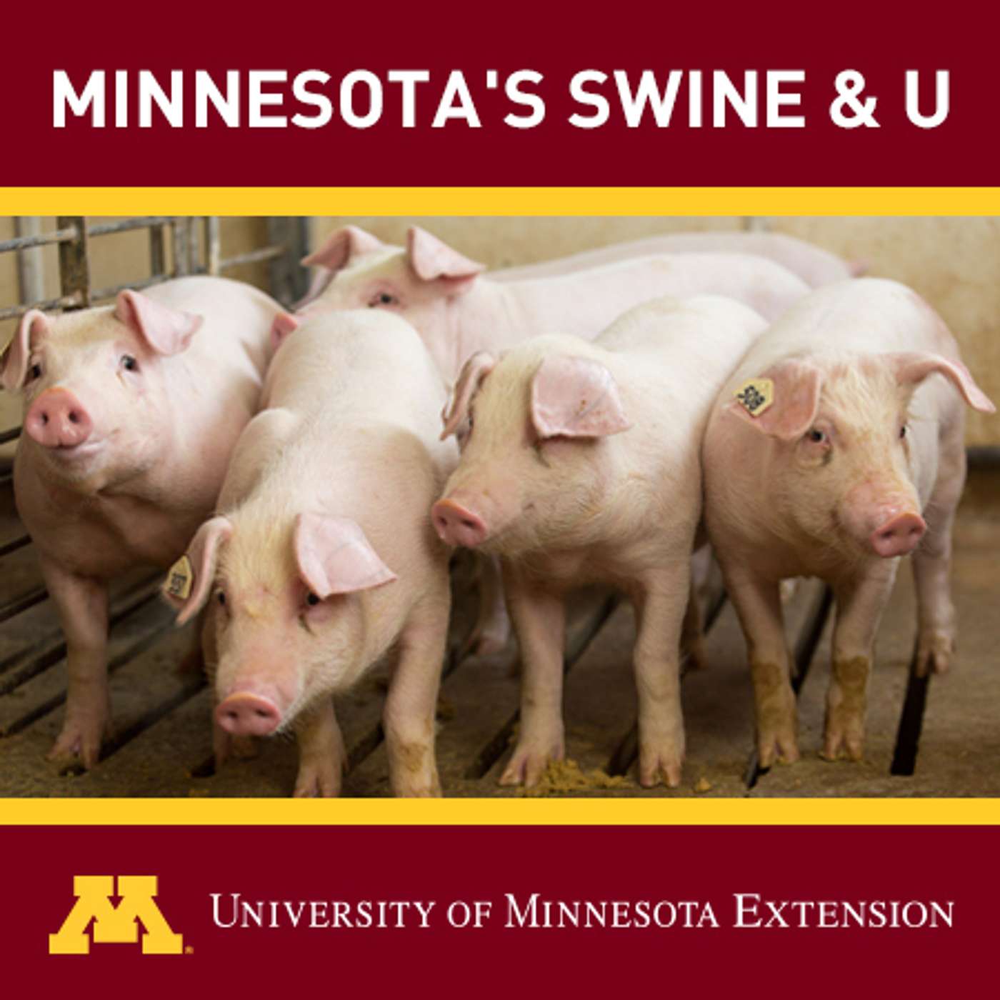 Minnesota\'s Swine & U
