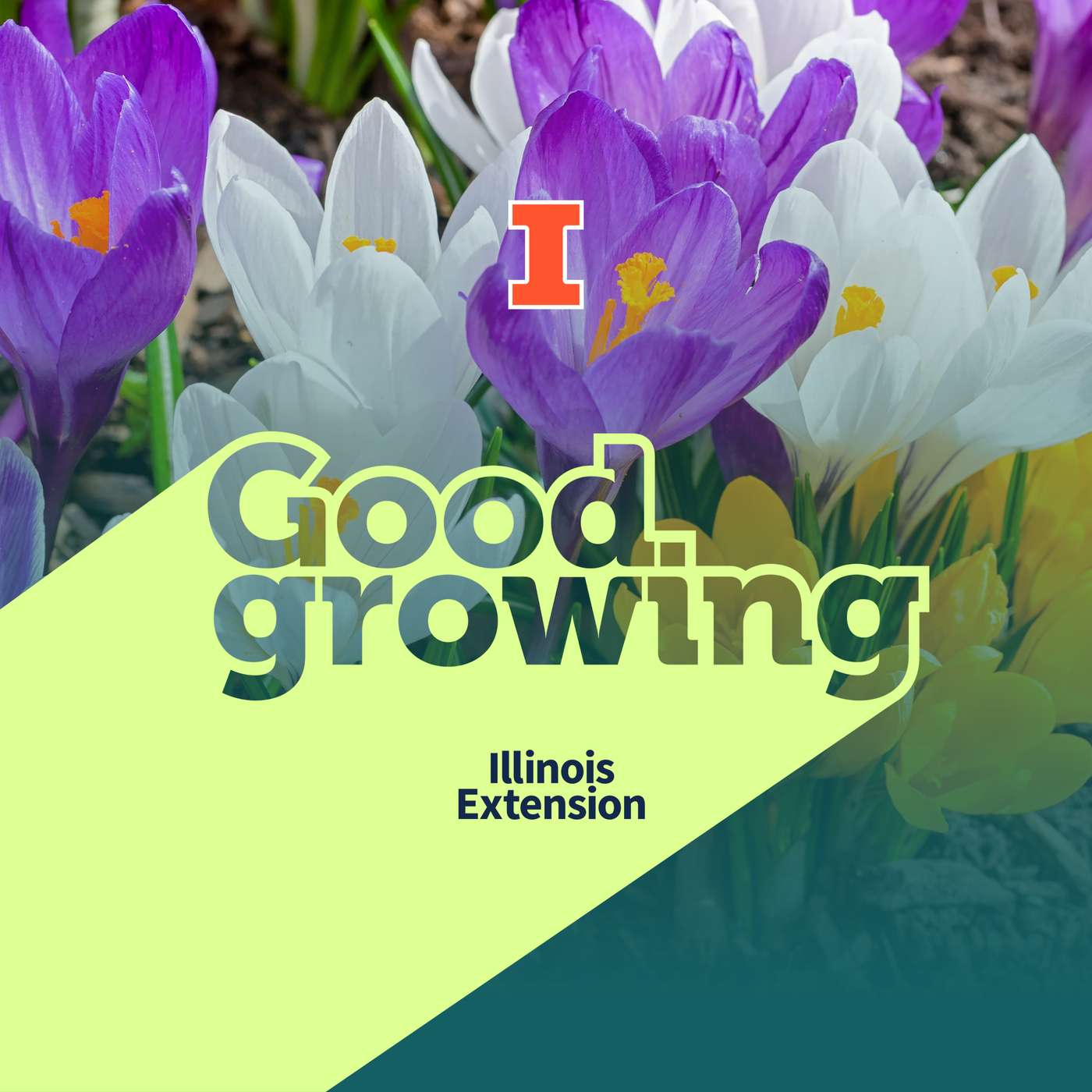 Ep. 242 The big, colorful world of Crocus | #GoodGrowing