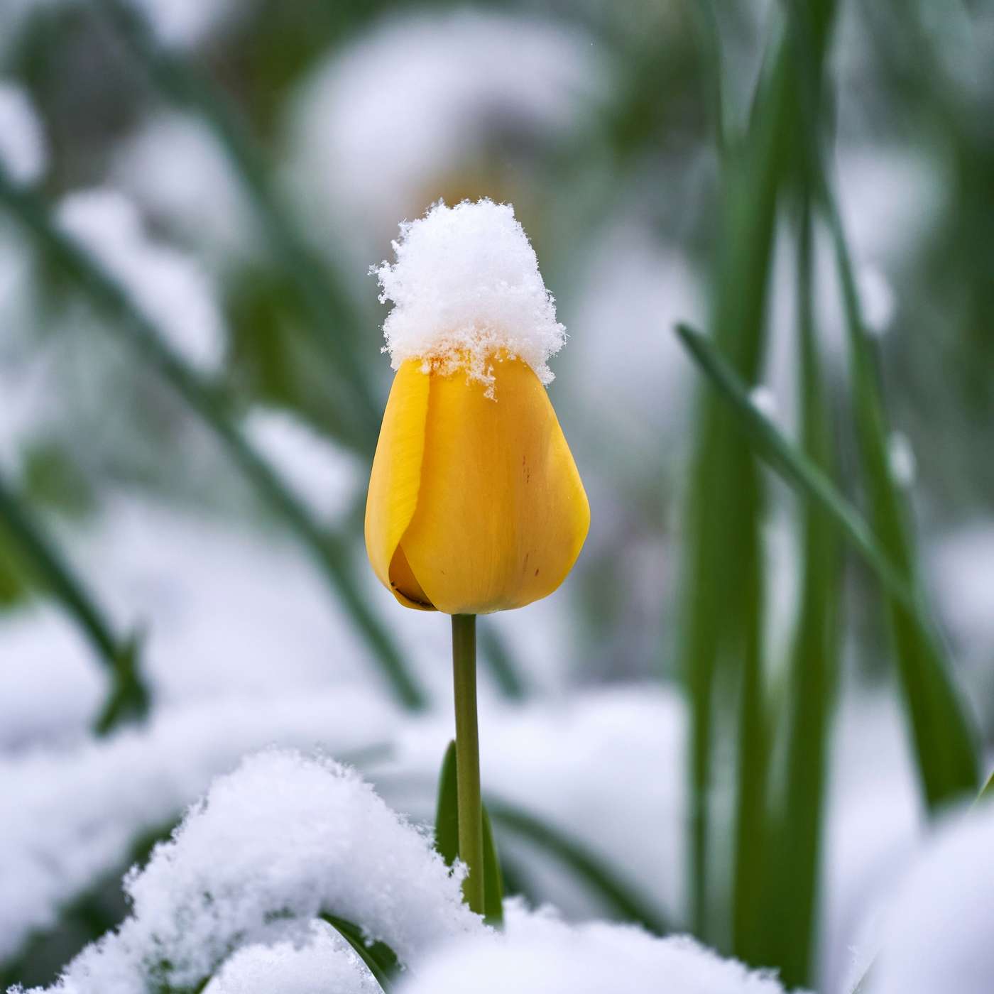 Embracing the Energy of the Spring Equinox