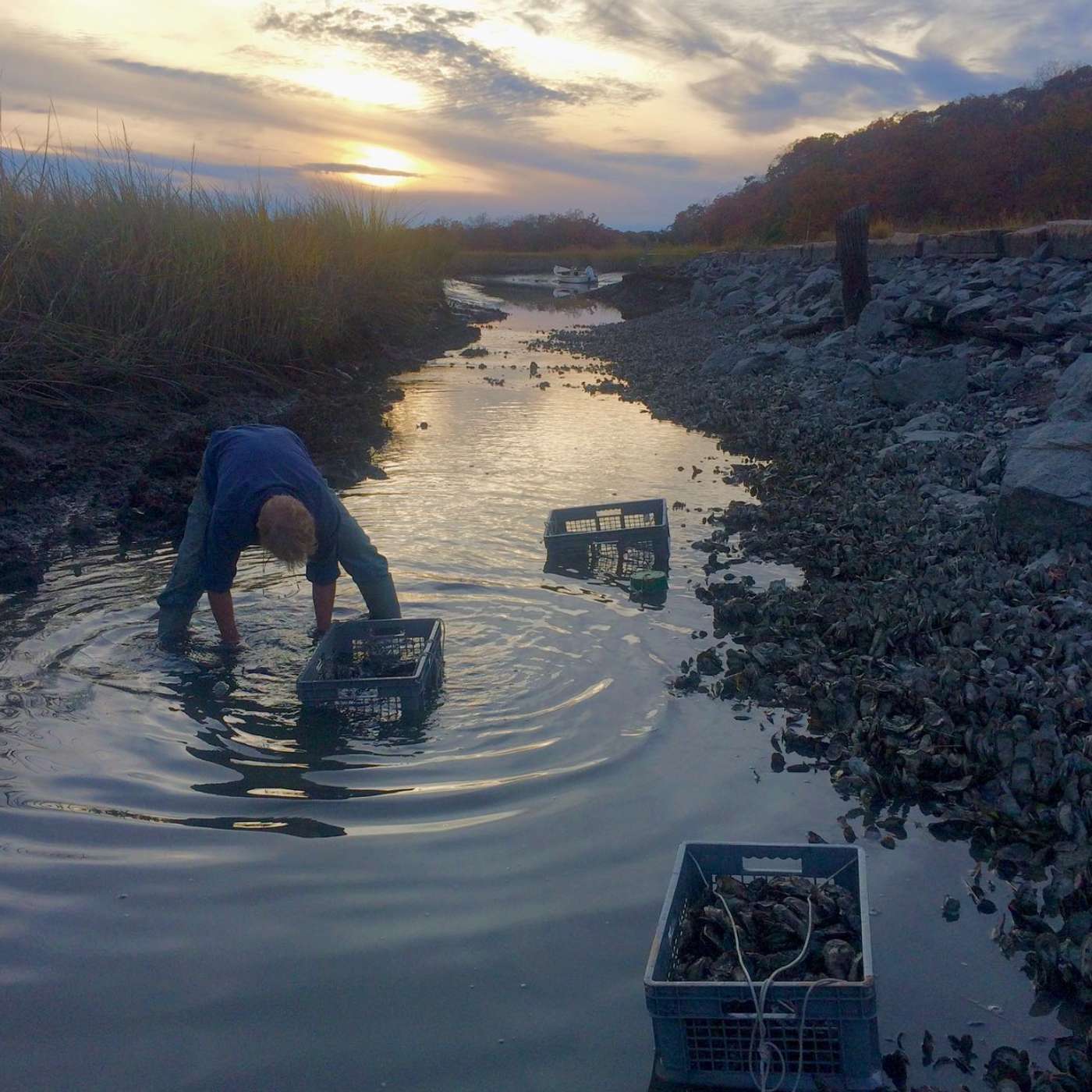 Oysters & Ocean Restoration w/ CORR Shell Recycling & Leetes Island Oysters