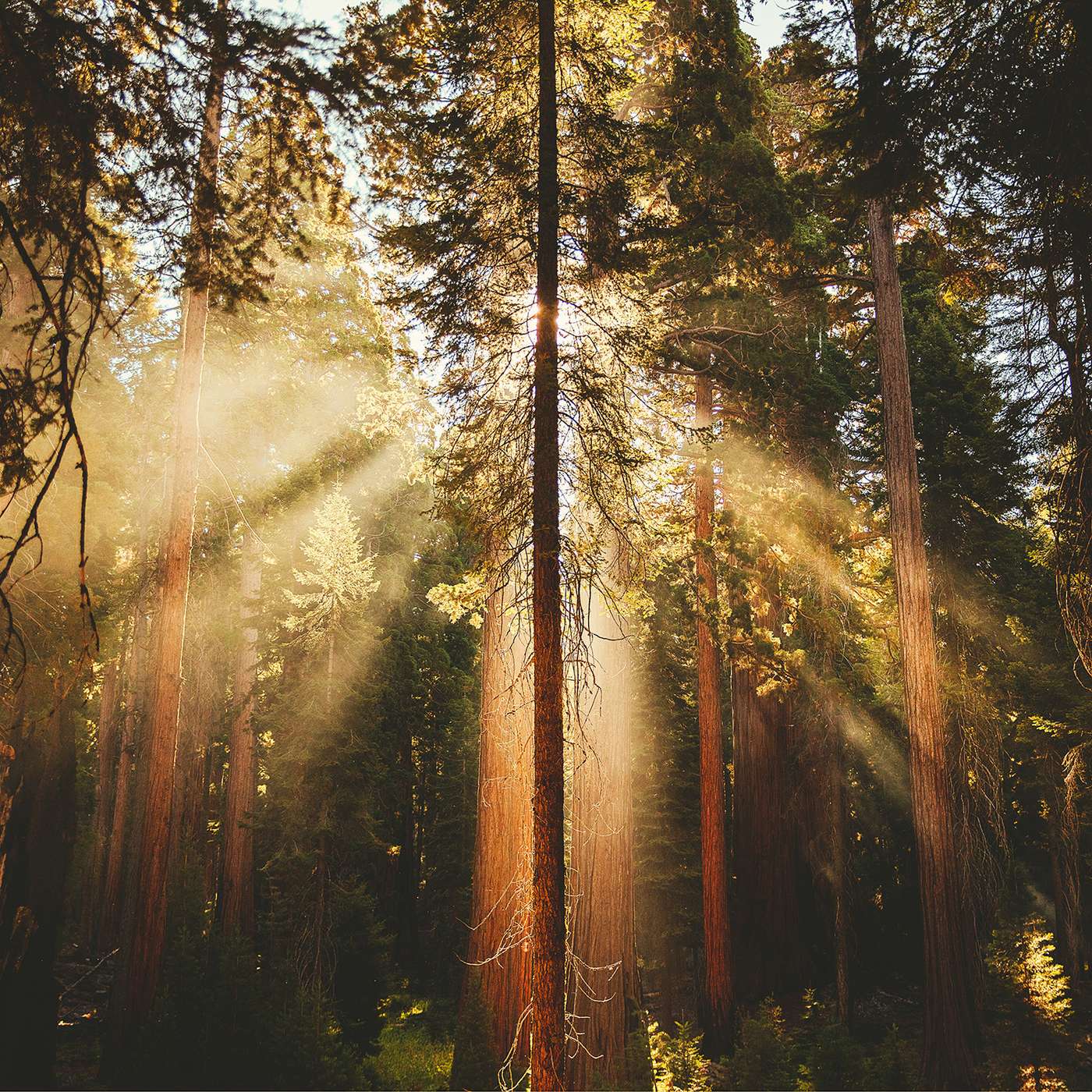 Miraculous Carbon: Celebrating the Book of Life, Death and Potential with author Paul Hawken