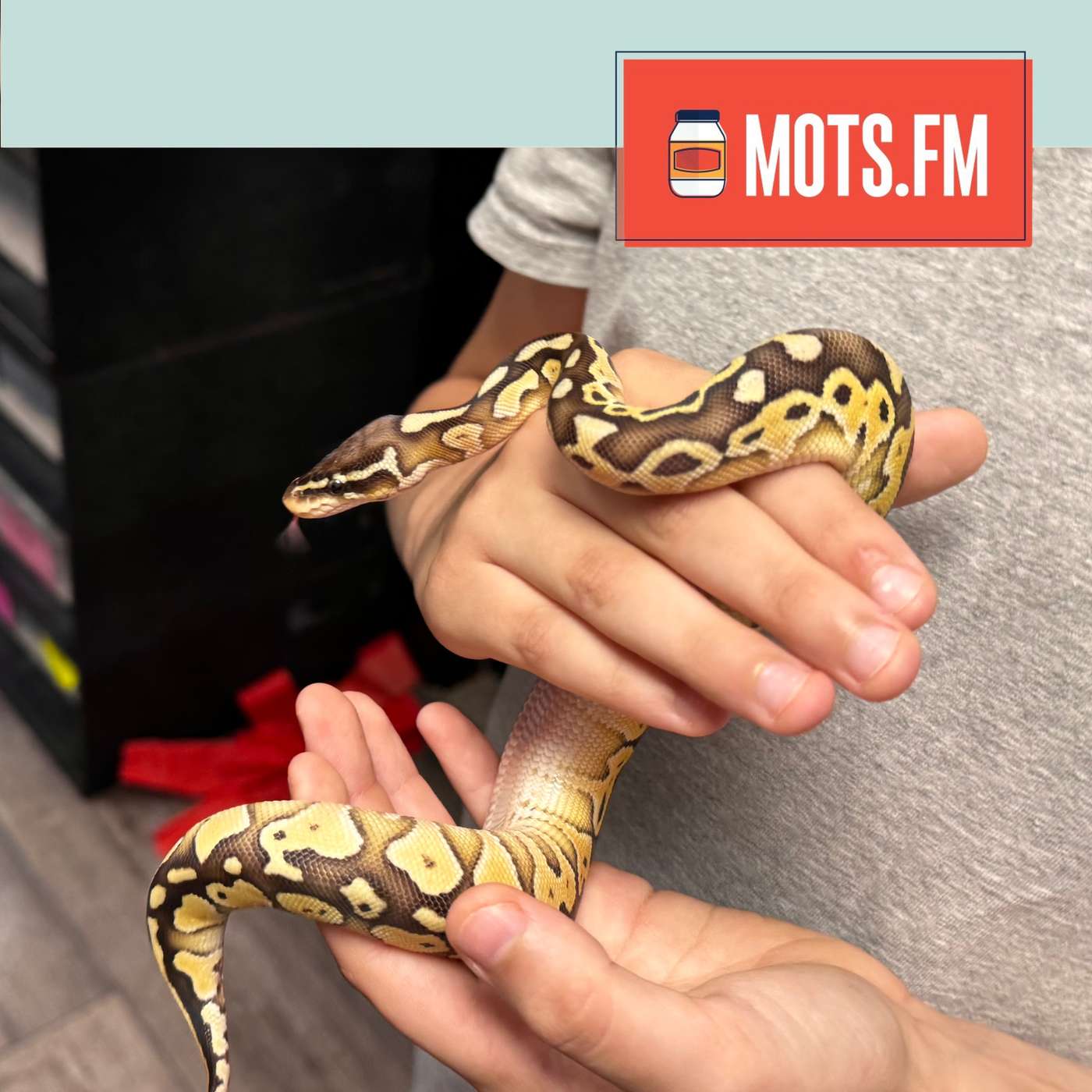 Stephen Bought a Snake, and Shoplifting Strategies