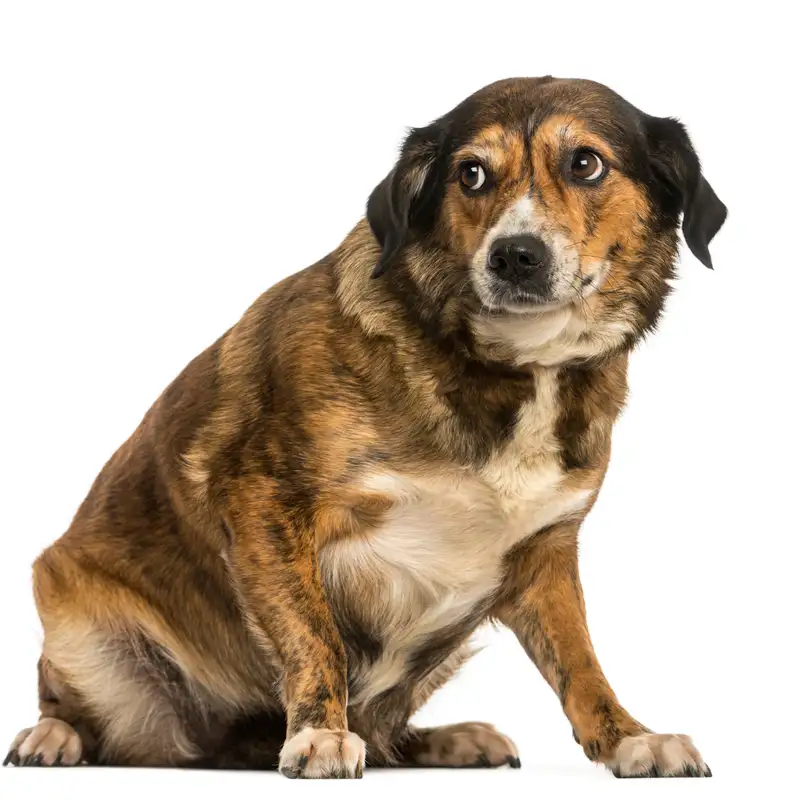 Managing Pet Anxiety: The Science of Calm