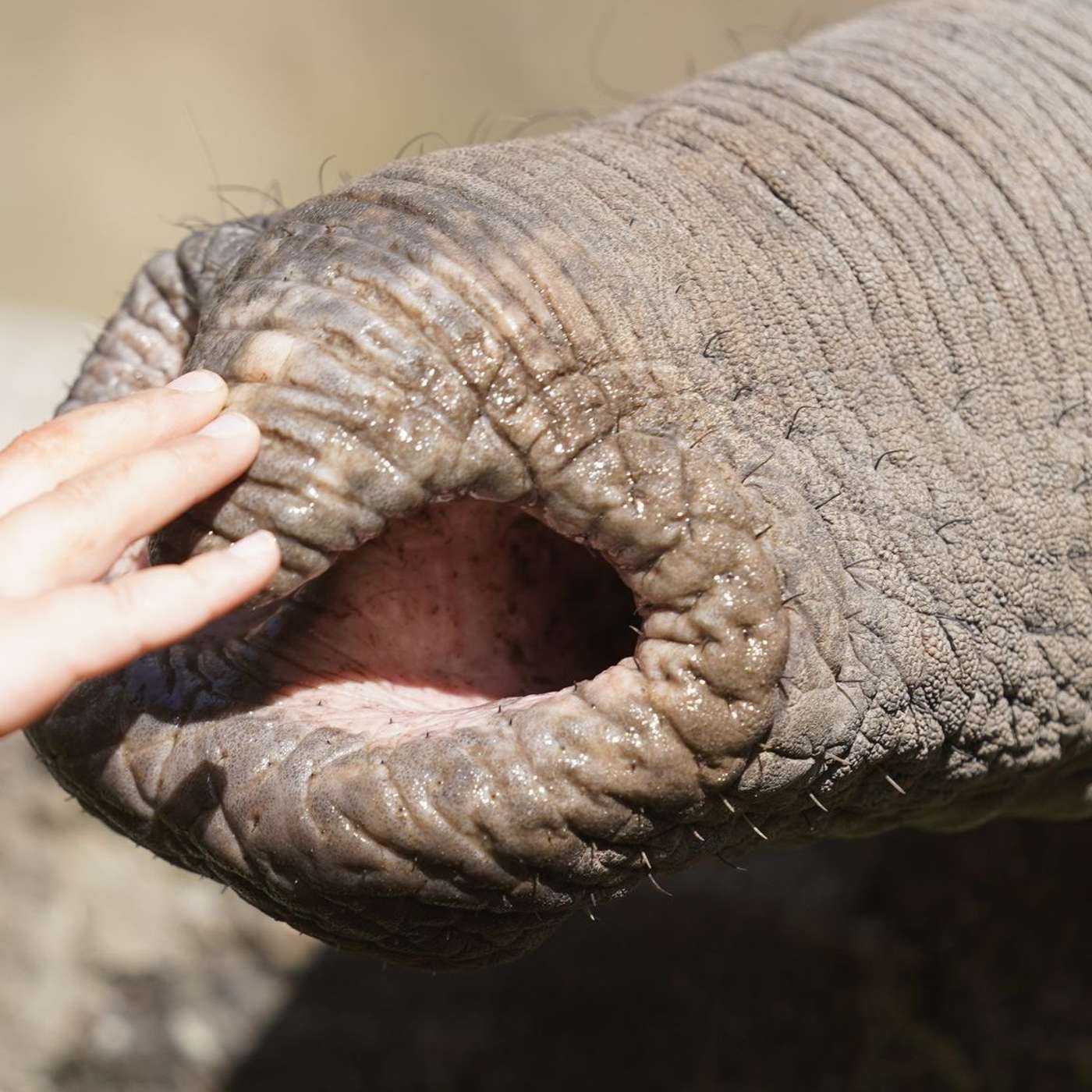 Andromeda Star Vanishes Into Black Hole, Elephant Trunk Inspires Tactile Robots, Lead Exposure Triples Alzheimer’s Risk, QUAIL Platform Revolutionizes Cancer Therapy, and more...