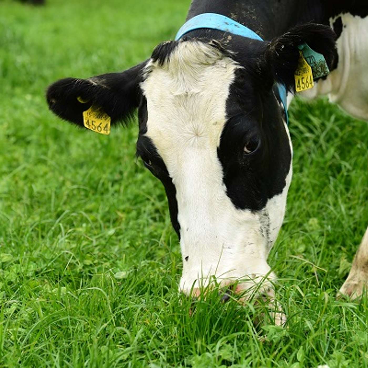 The Benefits of Genotyping