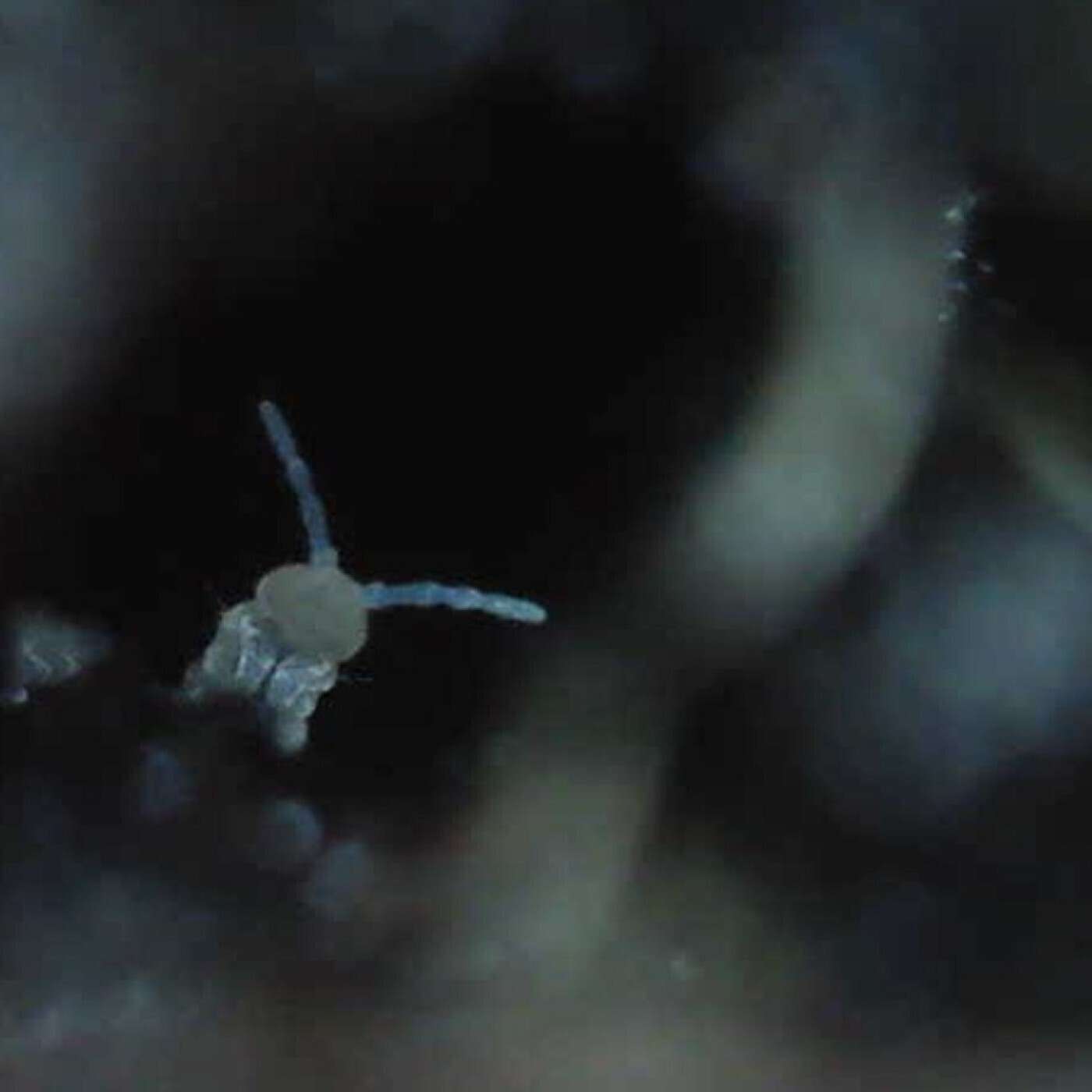 Sonographies Marseillaises