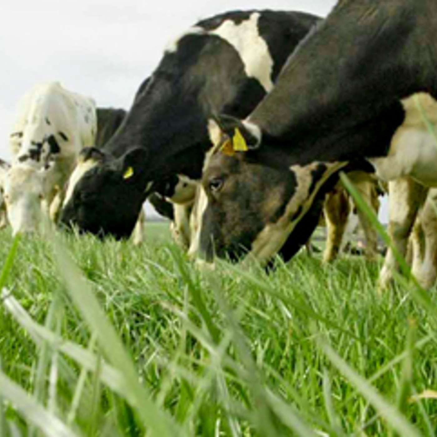 The Dairy Year in Review Part 1