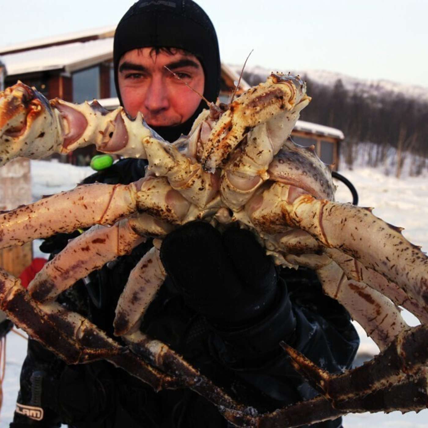 Камчатский краб может появиться на севере и востоке Баренцева моря