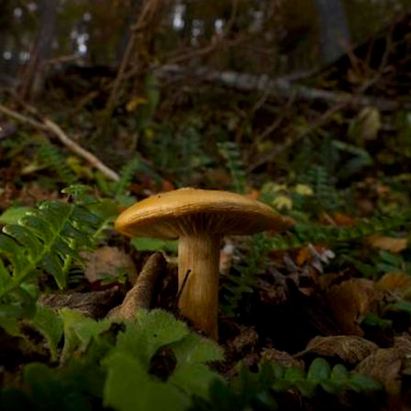 Autistic Brain Development Differences, Dangerous Side Effects of Weight Loss Drugs, Climate Change Threatens Tree Survival, Hedgerow Removal Reduces Arthropod Diversity, and more...