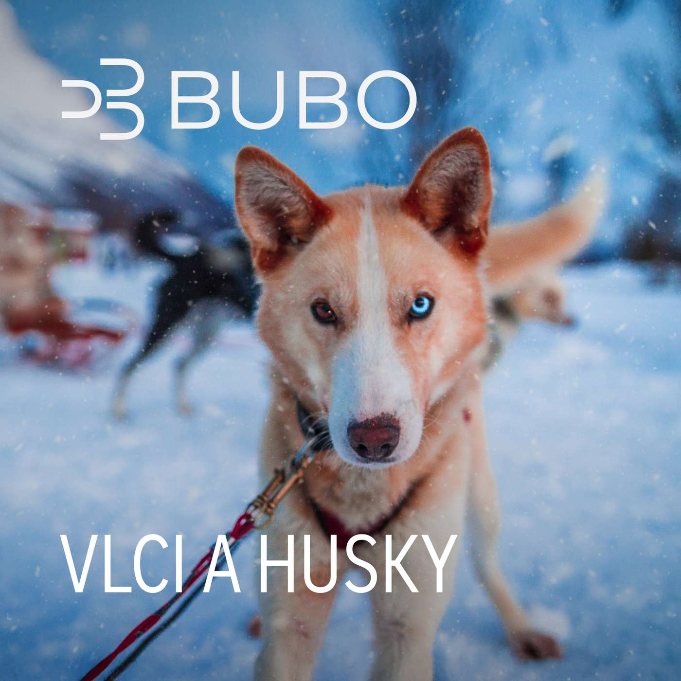 Vlci a husky: sloboda, sila a život na severe