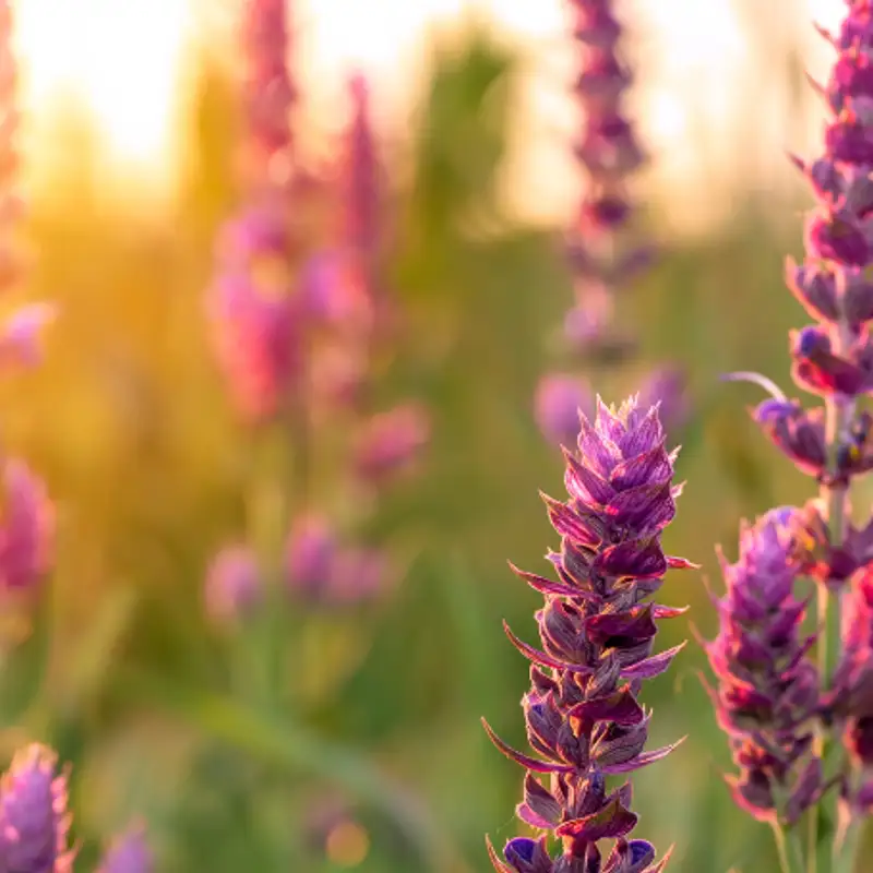 Karmels hage | Trosbekjennelsen | Episode 30 | Om hvilen og bønnens rolle for dem som ønsker å ta imot troen