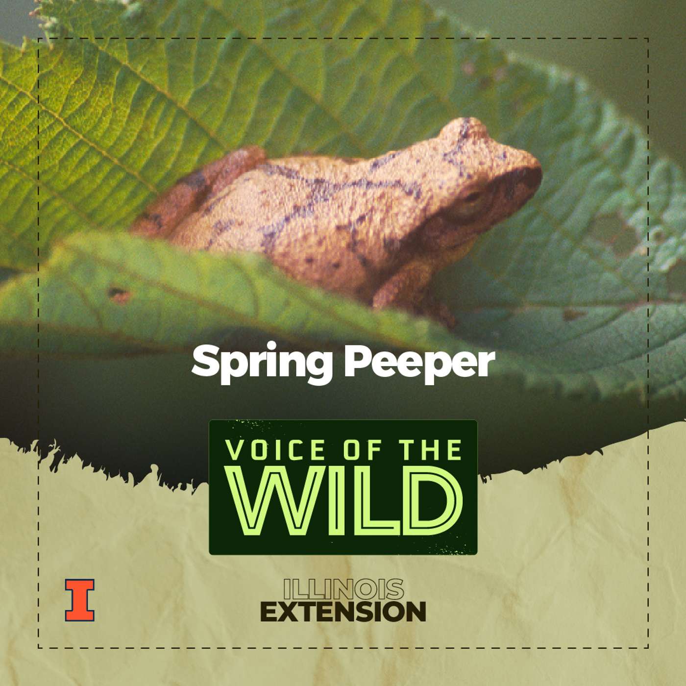 Episode 47: Spring Peeper – Voice of the Wild episode artwork