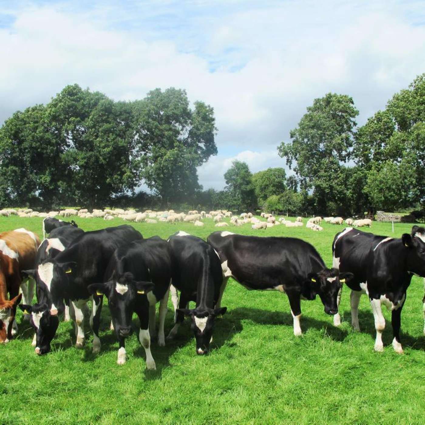 The opportunities and benefits of collaborative farming