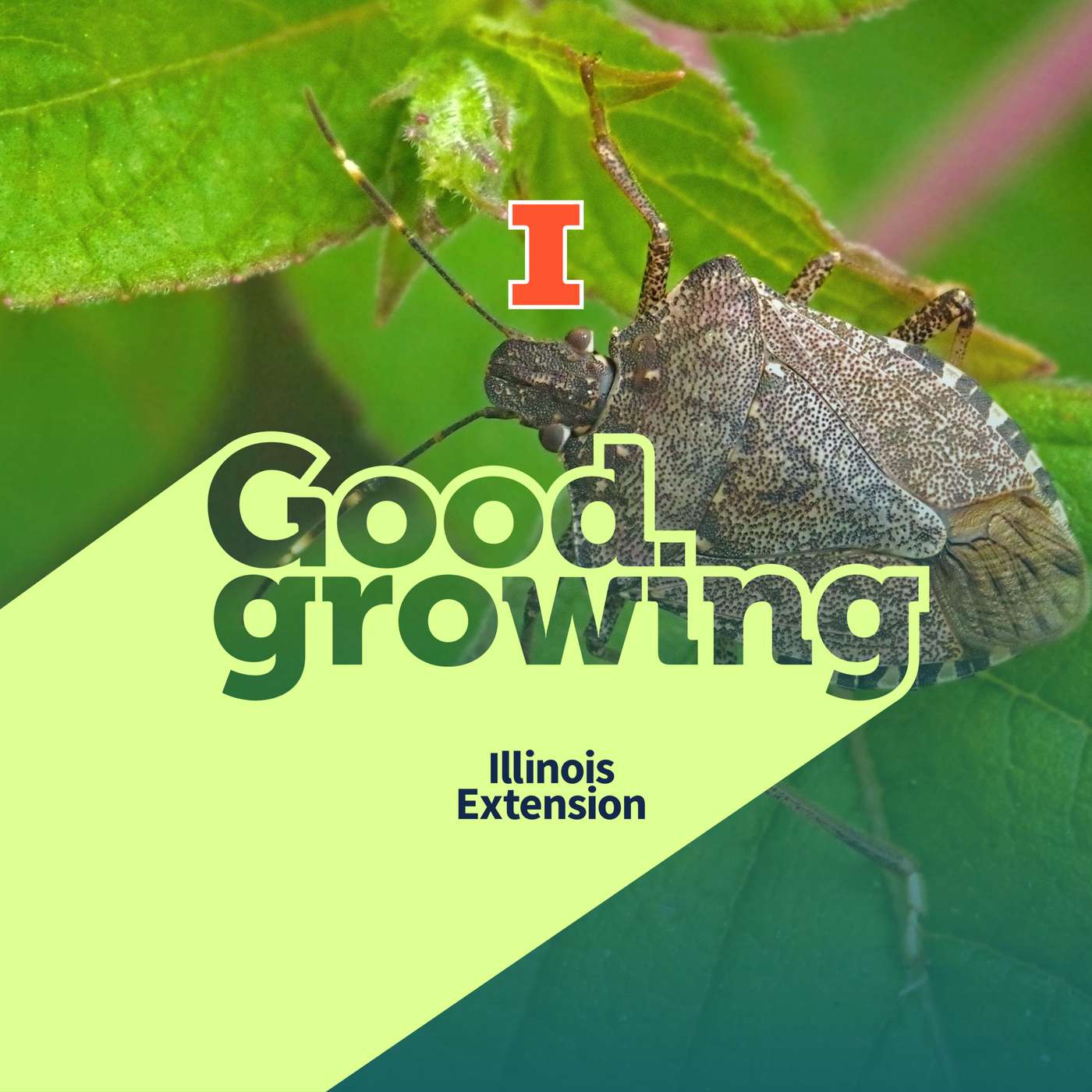 Ep. 227 Stink Bugs, Lady Beetles & Boxelder Invasions: Fall’s Uninvited Houseguests | #GoodGrowing Ep. 227 Stink Bugs, Lady Beetles & Boxelder Invasions: Fall’s Uninvited Houseguests | #GoodGrowing