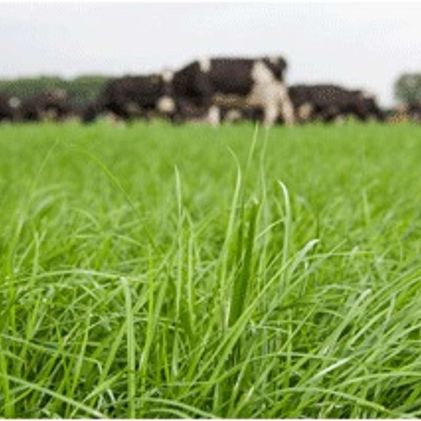 The re-seeding process step-by-step