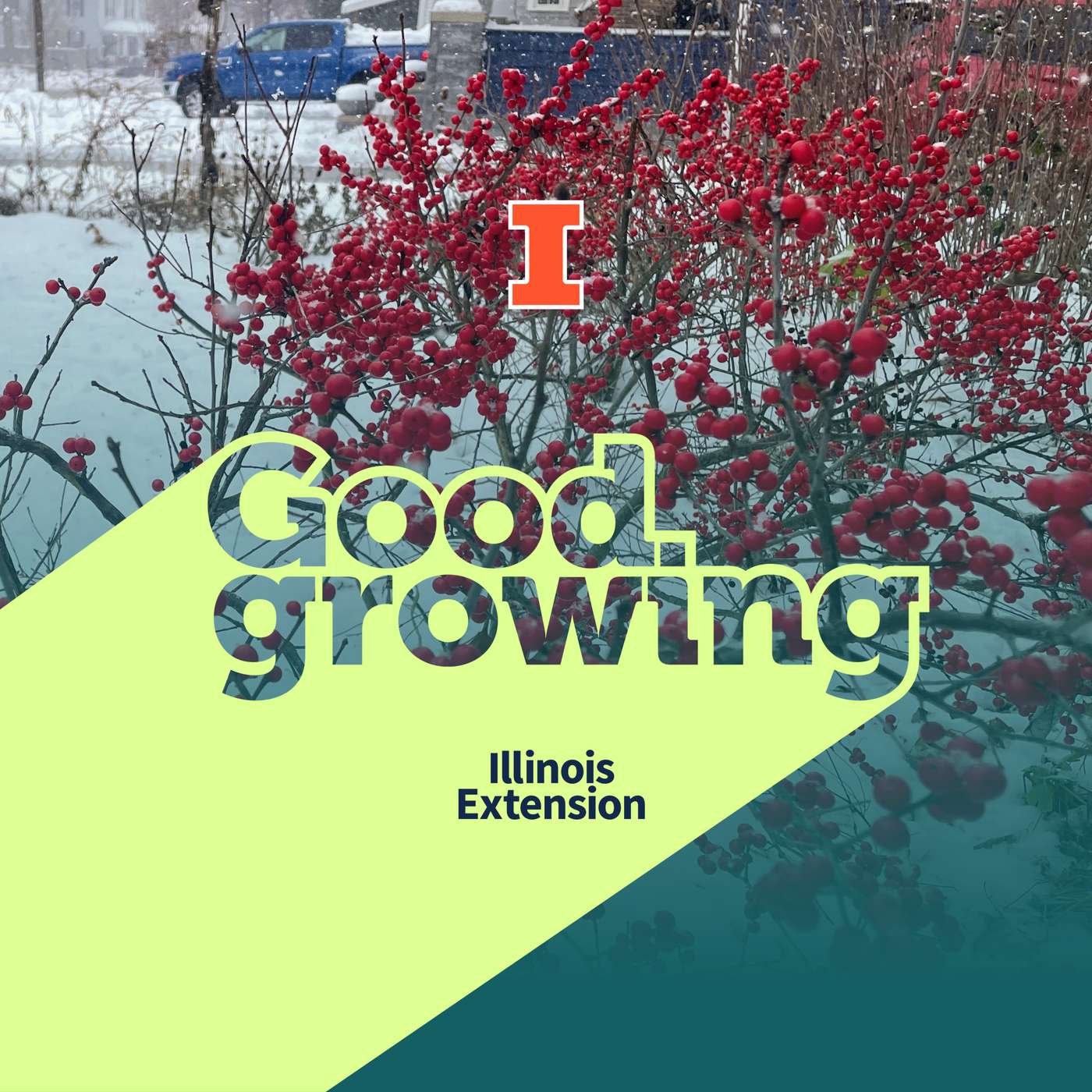 Ep. 233 Deck the halls with holly: Growing and enjoying Ilex spp. | #GoodGrowing Ep. 233 Deck the halls with holly: Growing and enjoying Ilex spp. | #GoodGrowing